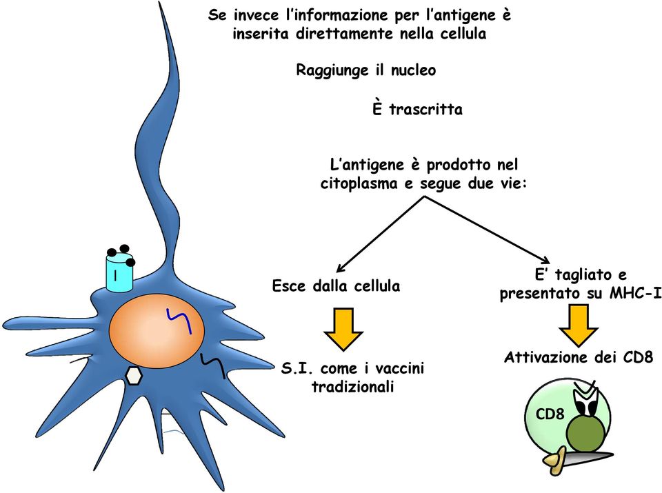 nel citoplasma e segue due vie: I Esce dalla cellula E tagliato e