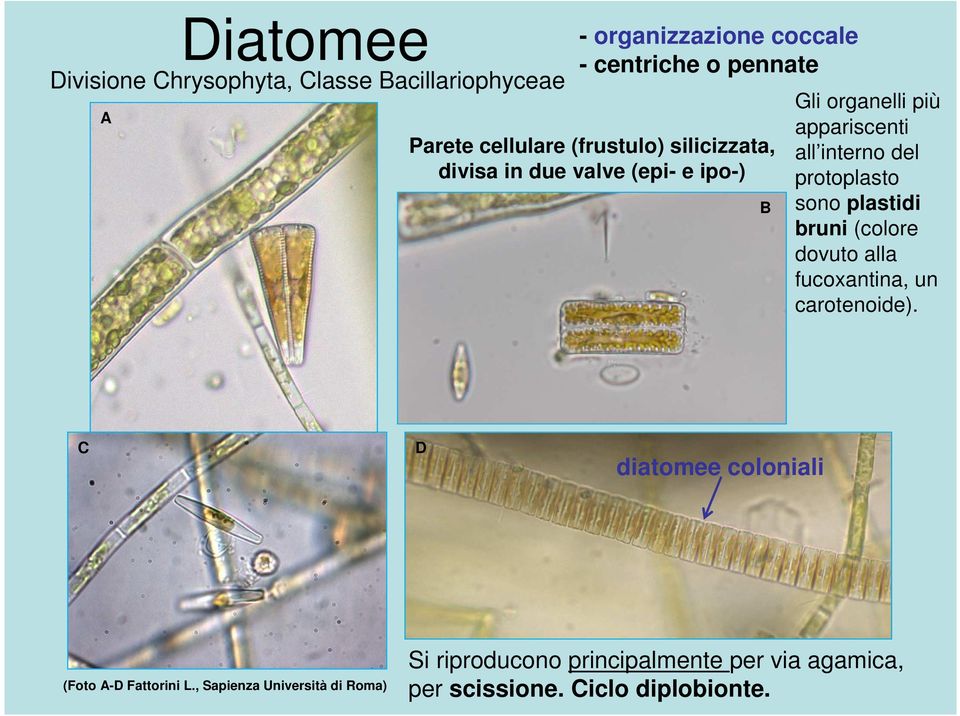 protoplasto sono plastidi bruni (colore dovuto alla fucoxantina, un carotenoide).