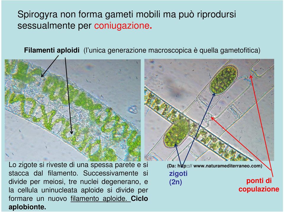 parete e si stacca dal filamento.