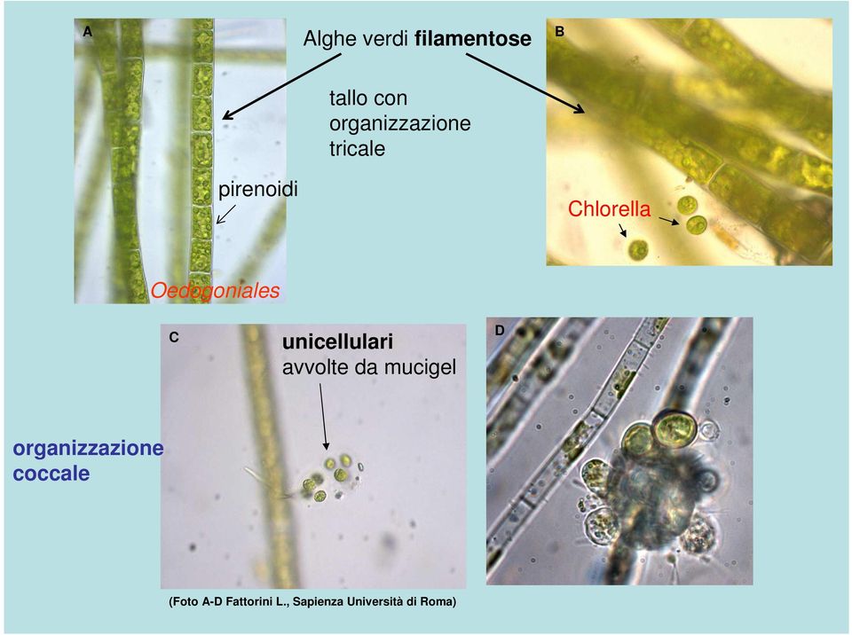 Oedogoniales C unicellulari avvolte da mucigel D