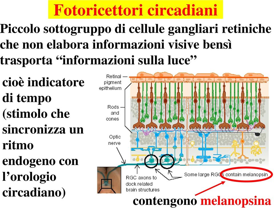 informazioni sulla luce cioè indicatore di tempo (stimolo che