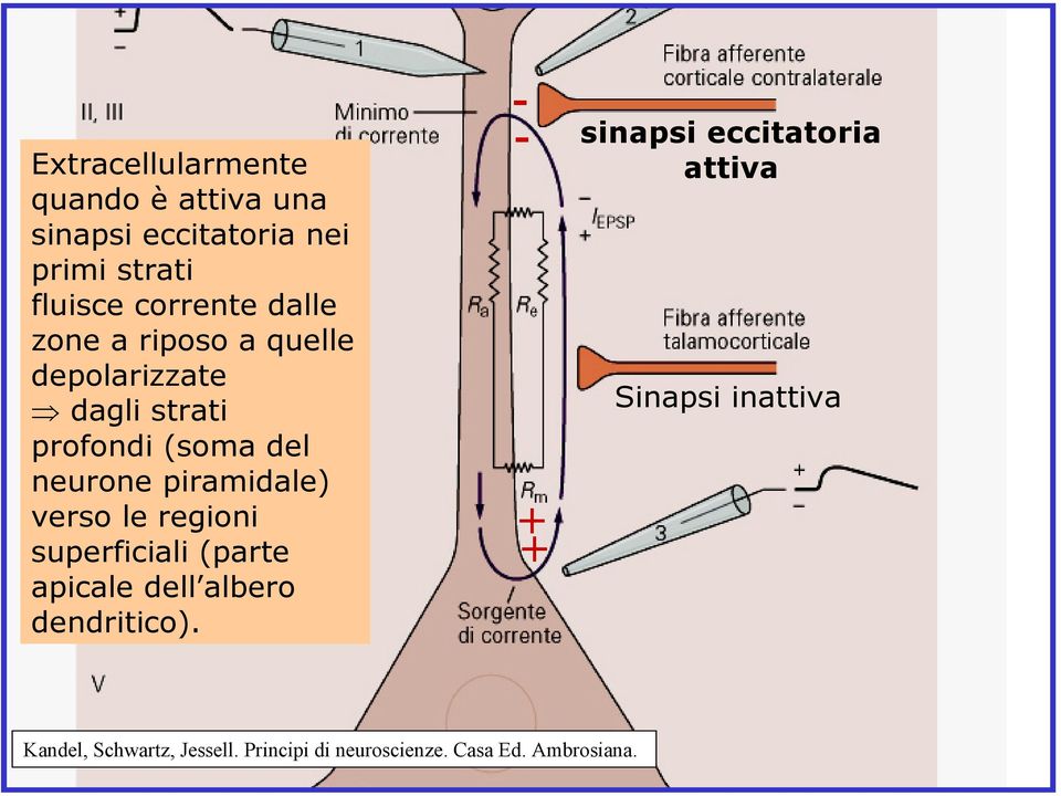 verso le regioni superficiali (parte apicale dell albero dendritico).