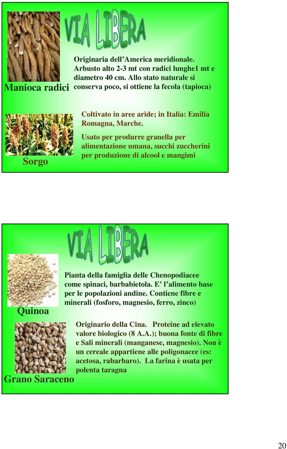 Usato per produrre granella per alimentazione umana, succhi zuccherini per produzione di alcool e mangimi Quinoa Grano Saraceno Pianta della famiglia delle Chenopodiacee come spinaci, barbabietola.