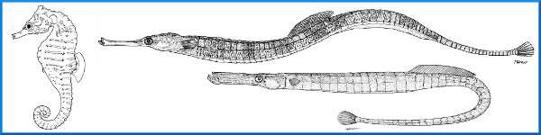 5 Narice su lato cieco non dilatata. Macchia nera sull'apice della pinna pettorale destra Solea solea (Linnaeus, 1758) 6 6 Pinne pelviche con basi di grandezza uguale.