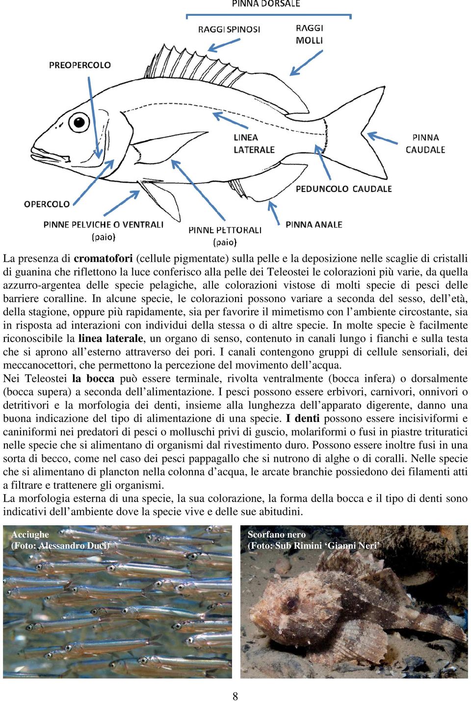 In alcune specie, le colorazioni possono variare a seconda del sesso, dell età, della stagione, oppure più rapidamente, sia per favorire il mimetismo con l ambiente circostante, sia in risposta ad