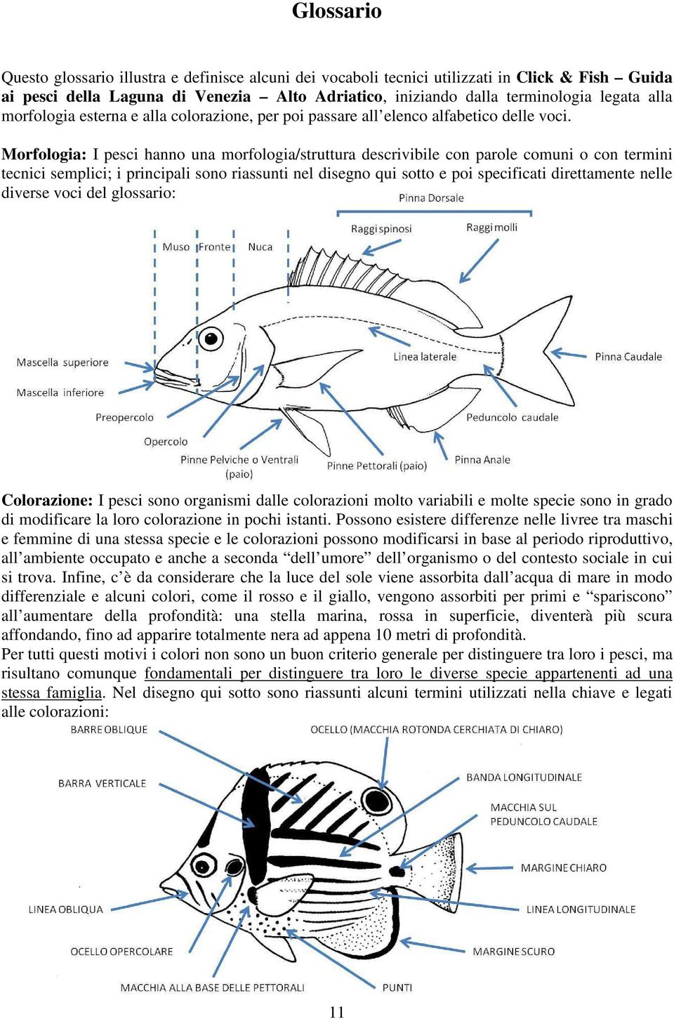 Morfologia: I pesci hanno una morfologia/struttura descrivibile con parole comuni o con termini tecnici semplici; i principali sono riassunti nel disegno qui sotto e poi specificati direttamente