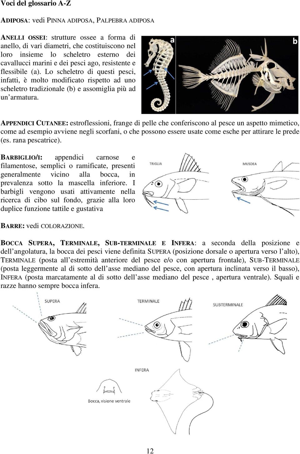APPENDICI CUTANEE: estroflessioni, frange di pelle che conferiscono al pesce un aspetto mimetico, come ad esempio avviene negli scorfani, o che possono essere usate come esche per attirare le prede