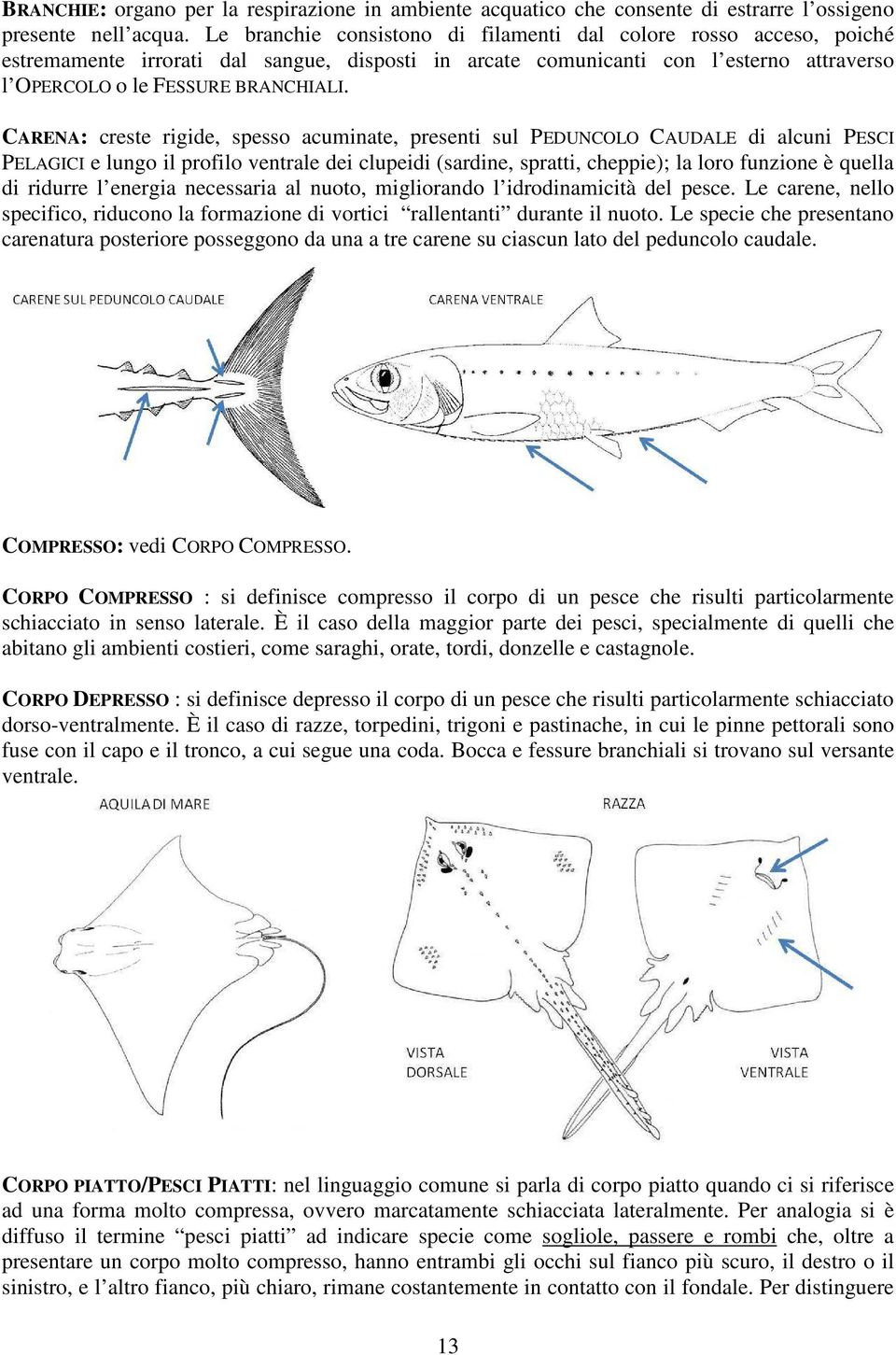 CARENA: creste rigide, spesso acuminate, presenti sul PEDUNCOLO CAUDALE di alcuni PESCI PELAGICI e lungo il profilo ventrale dei clupeidi (sardine, spratti, cheppie); la loro funzione è quella di