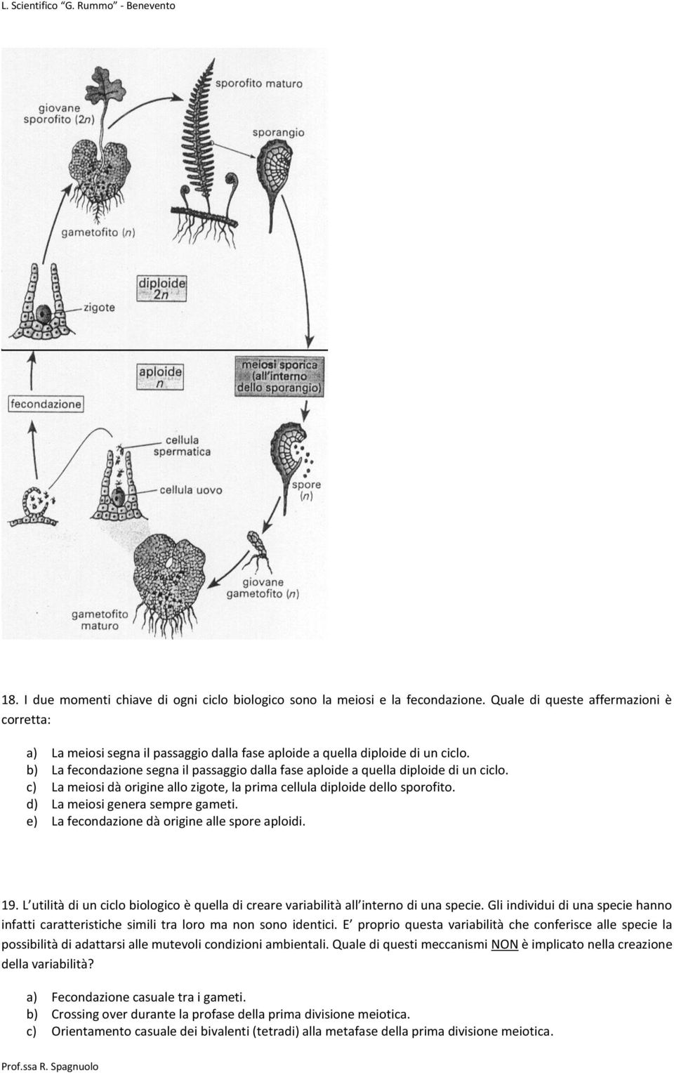 b) La fecondazione segna il passaggio dalla fase aploide a quella diploide di un ciclo. c) La meiosi dà origine allo zigote, la prima cellula diploide dello sporofito.