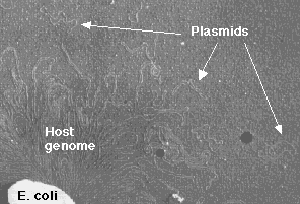Plasmidi