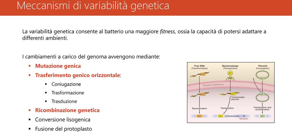 I cambiamenti a carico del genoma avvengono mediante: Mutazione genica Trasferimento genico