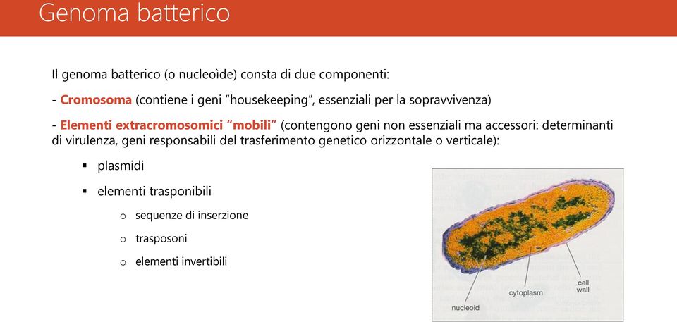 essenziali ma accessori: determinanti di virulenza, geni responsabili del trasferimento genetico