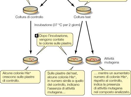 Il test di Ames in liquido mutante di Salmonella