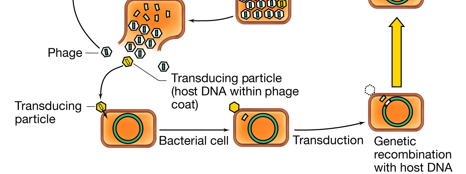 La trasduzione generalizzata Nel corso del montaggio delle particelle virali può accadere che, per errore, in alcune teste entri DNA batterico anziché virale.