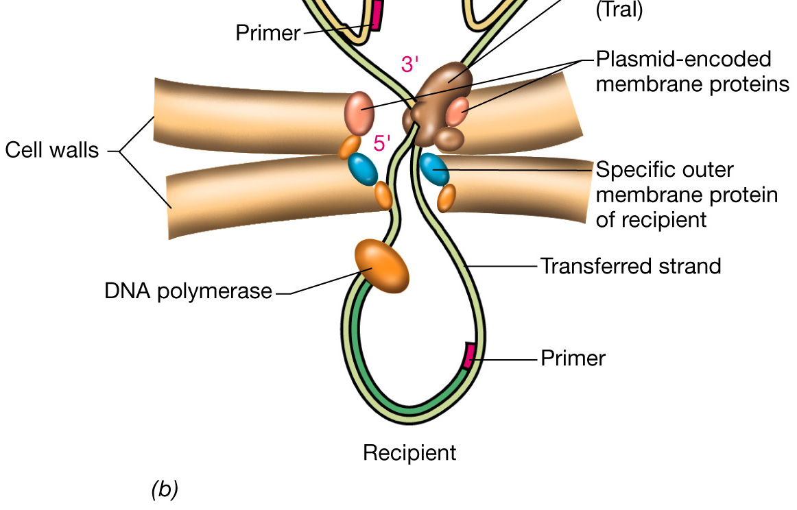 La coniugazione L enzima TraI, una nucleasi codificata dall operone tra del plasmide F, taglia un filamento del DNA circolare ed inizia il processo di trasferimento Questa proteina ha anche attività