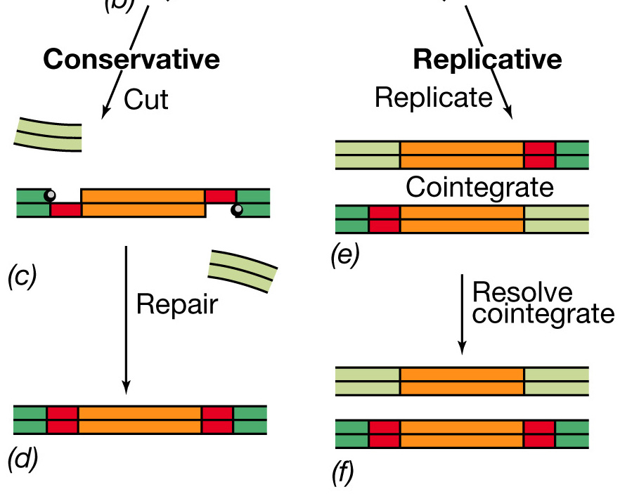 Meccanismi di trasposizione In entrambi i meccanismi la trasposasi taglia il DNA alla fine dell elemento trasponibile e nel sito bersaglio.