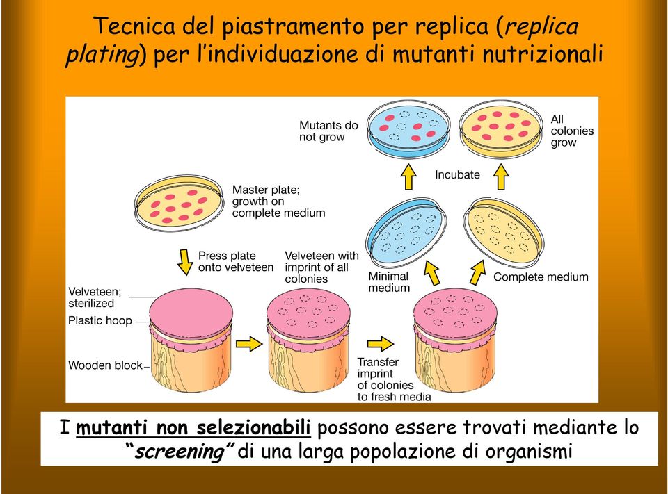 nutrizionali I mutanti non selezionabili possono