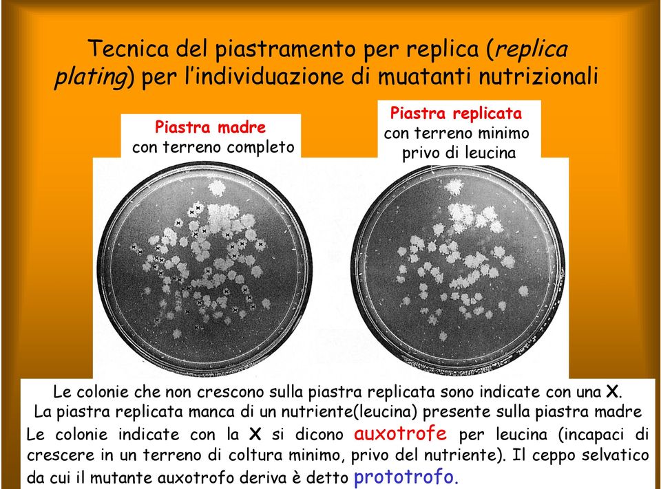 leucina (incapaci di crescere in un terreno di coltura minimo, privo del nutriente).