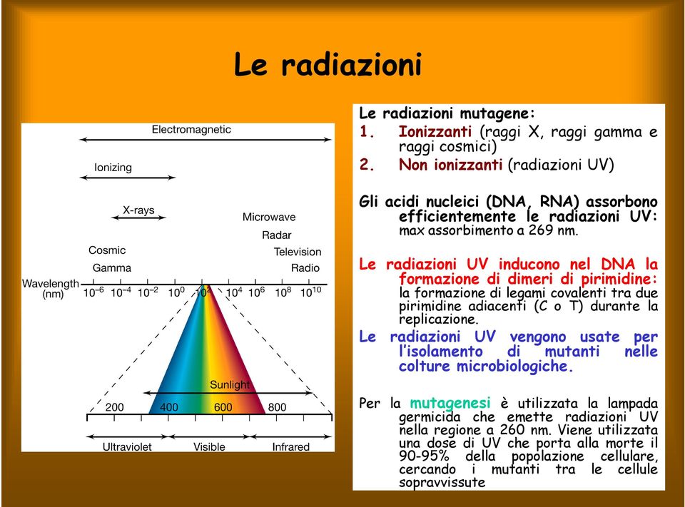 Le radiazioni UV inducono nel DNA la formazione di dimeri di pirimidine: la formazione di legami covalenti tra due pirimidine adiacenti (C o T) durante la replicazione.