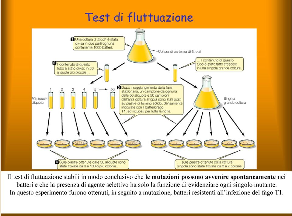 selettivo ha solo la funzione di evidenziare ogni singolo mutante.