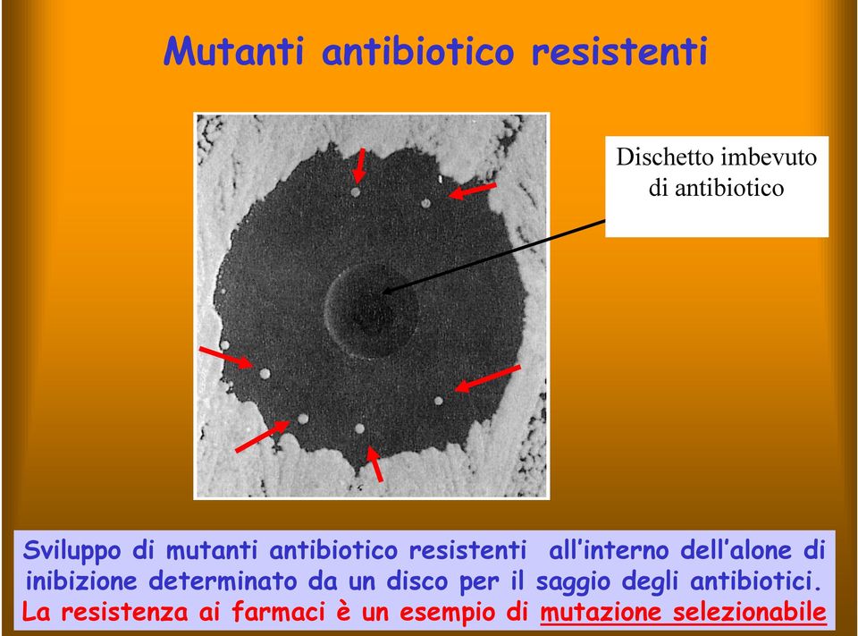 di inibizione determinato da un disco per il saggio degli