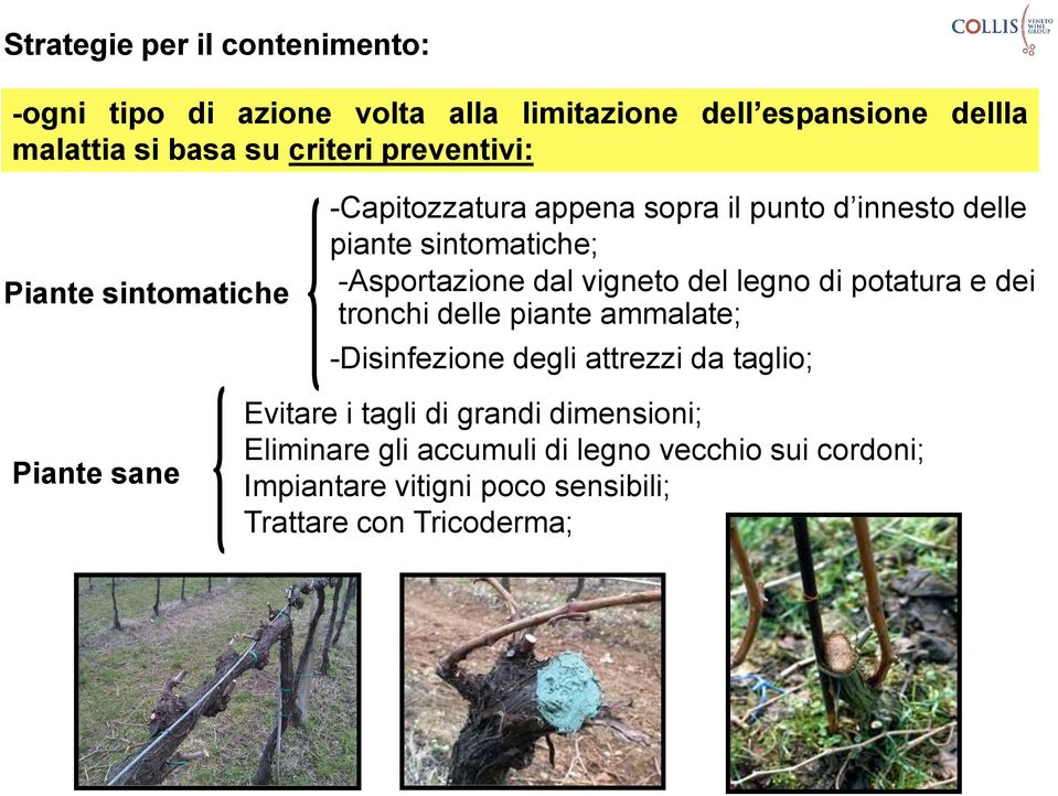 vigneto del legno di potatura e dei tronchi delle piante ammalate; -Disinfezione degli attrezzi da taglio; Piante sane Evitare i