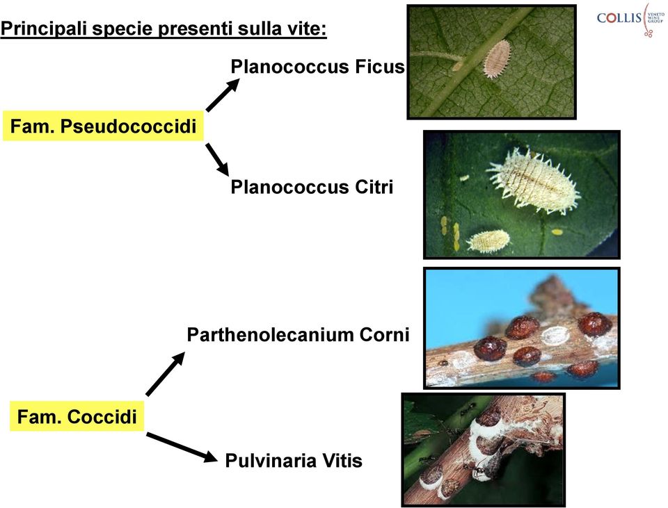 Pseudococcidi Planococcus Citri