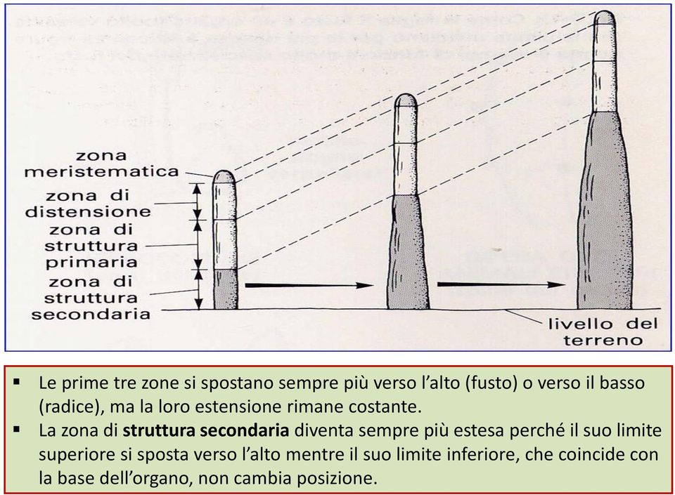 La zona di struttura secondaria diventa sempre più estesa perché il suo limite