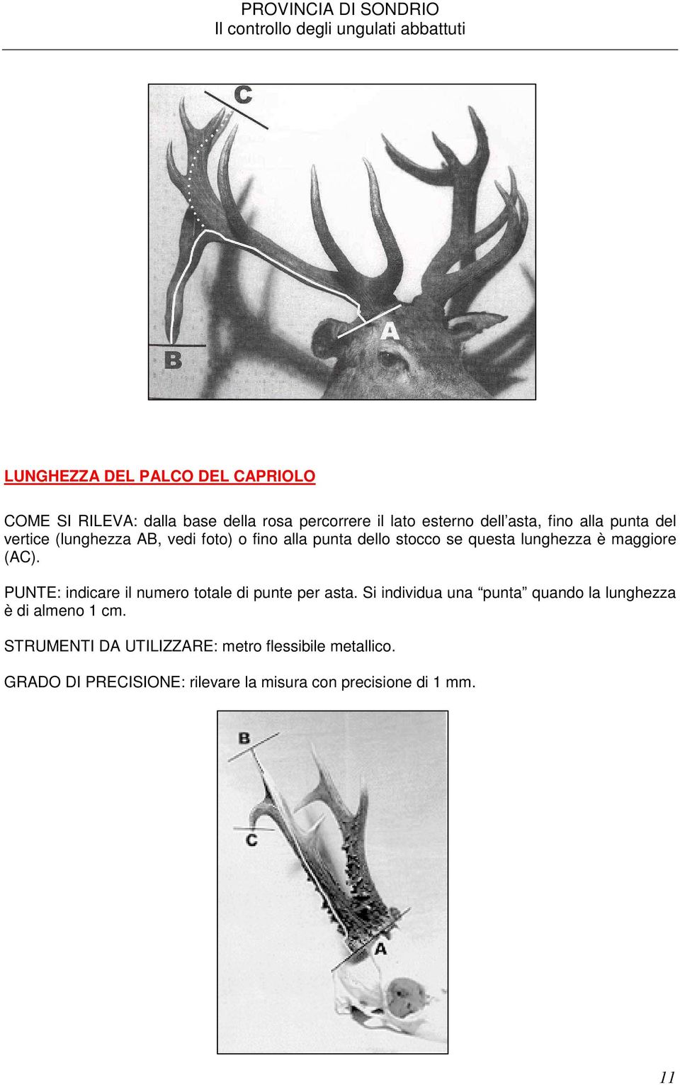 PUNTE: indicare il numero totale di punte per asta. Si individua una punta quando la lunghezza è di almeno 1 cm.