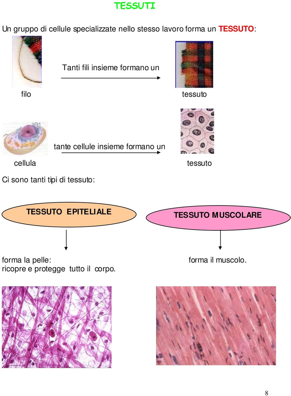 formano un cellula tessuto Ci sono tanti tipi di tessuto: TESSUTO EPITELIALE