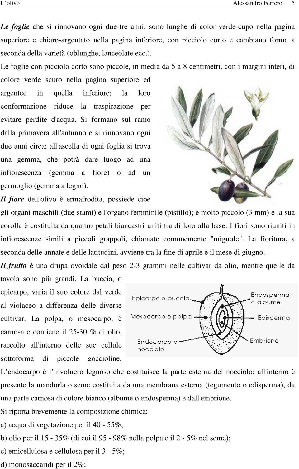 Le foglie con picciolo corto sono piccole, in media da 5 a 8 centimetri, con i margini interi, di colore verde scuro nella pagina superiore ed argentee in quella inferiore: la loro conformazione