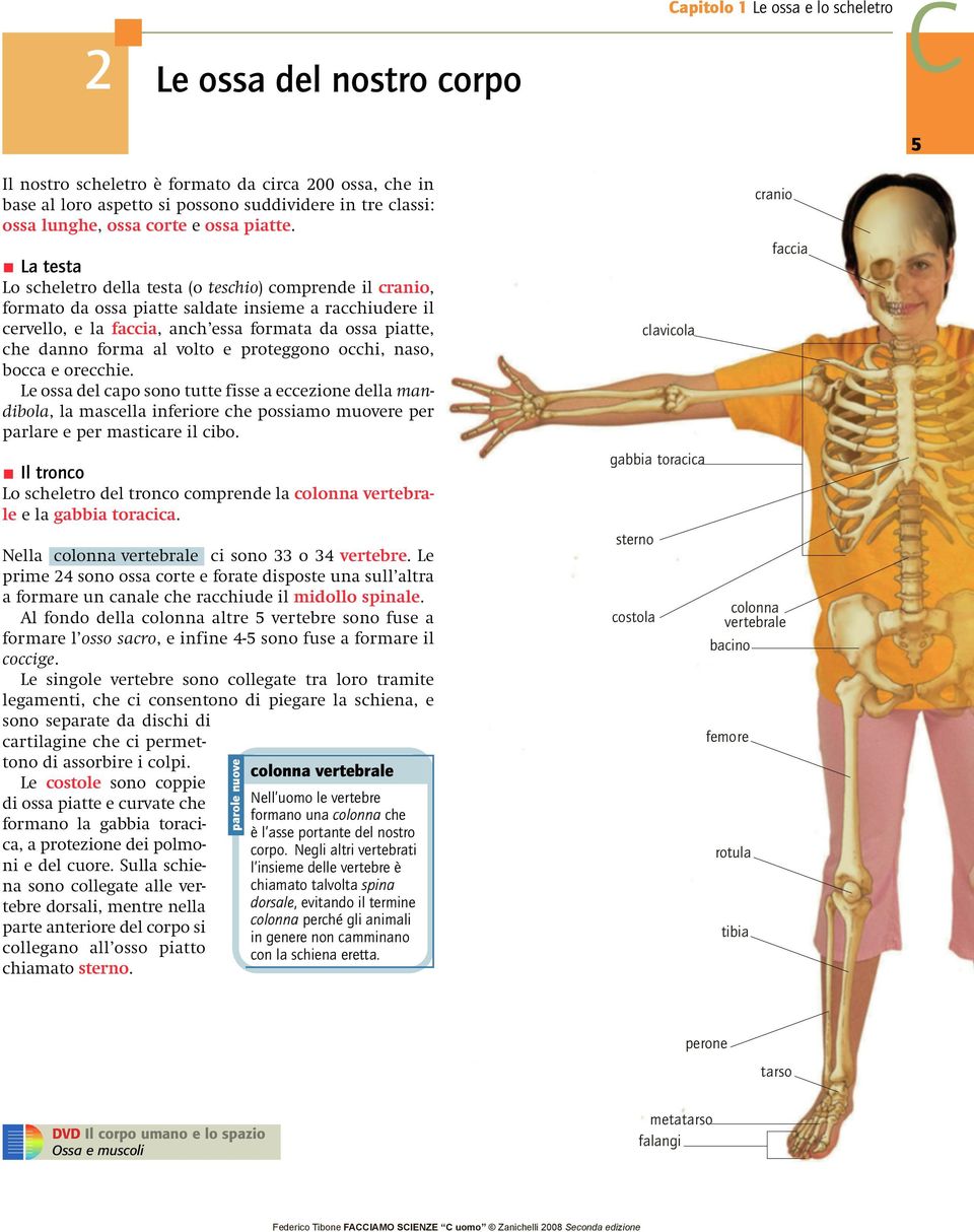 volto e proteggono occhi, naso, bocca e orecchie. Le ossa del capo sono tutte fisse a eccezione della mandibola, la mascella inferiore che possiamo muovere per parlare e per masticare il cibo.