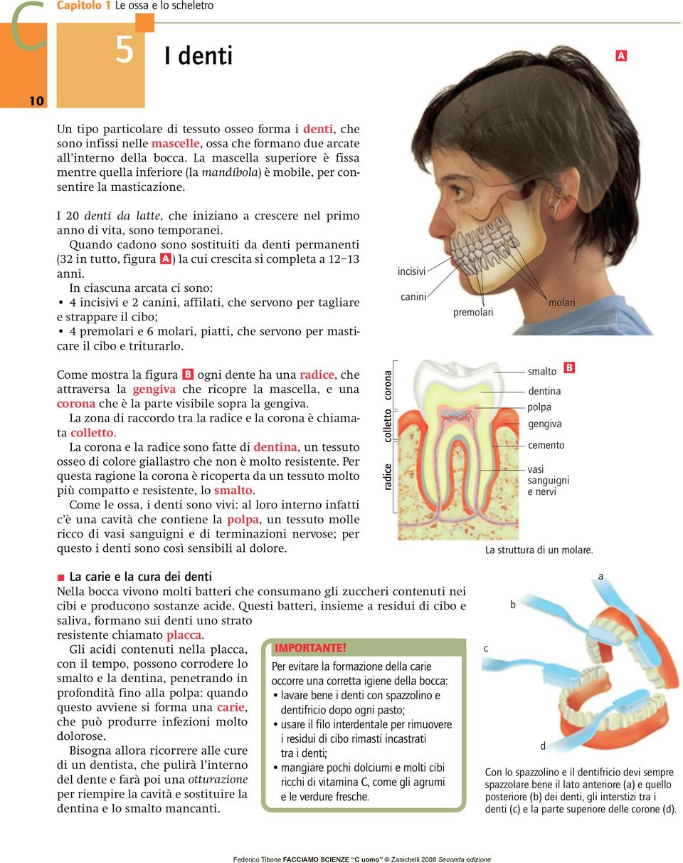 Quando cadono sono sostituiti da denti permanenti (32 in tutto, figura A ) la cui crescita si completa a 12 13 anni.