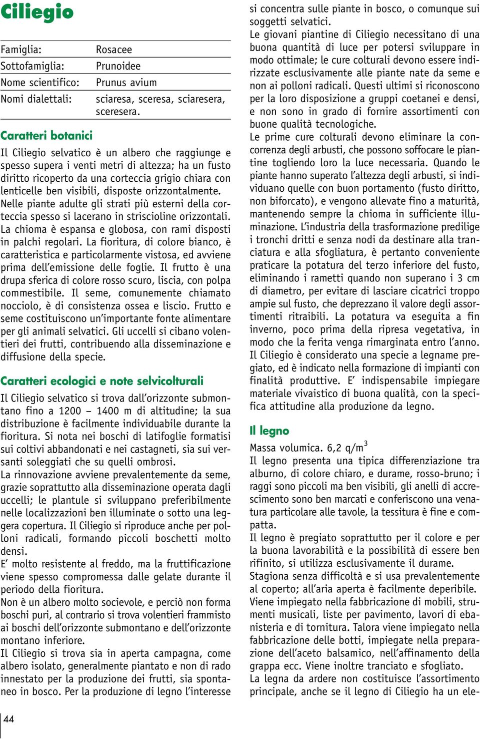 disposte orizzontalmente. Nelle piante adulte gli strati più esterni della corteccia spesso si lacerano in striscioline orizzontali.