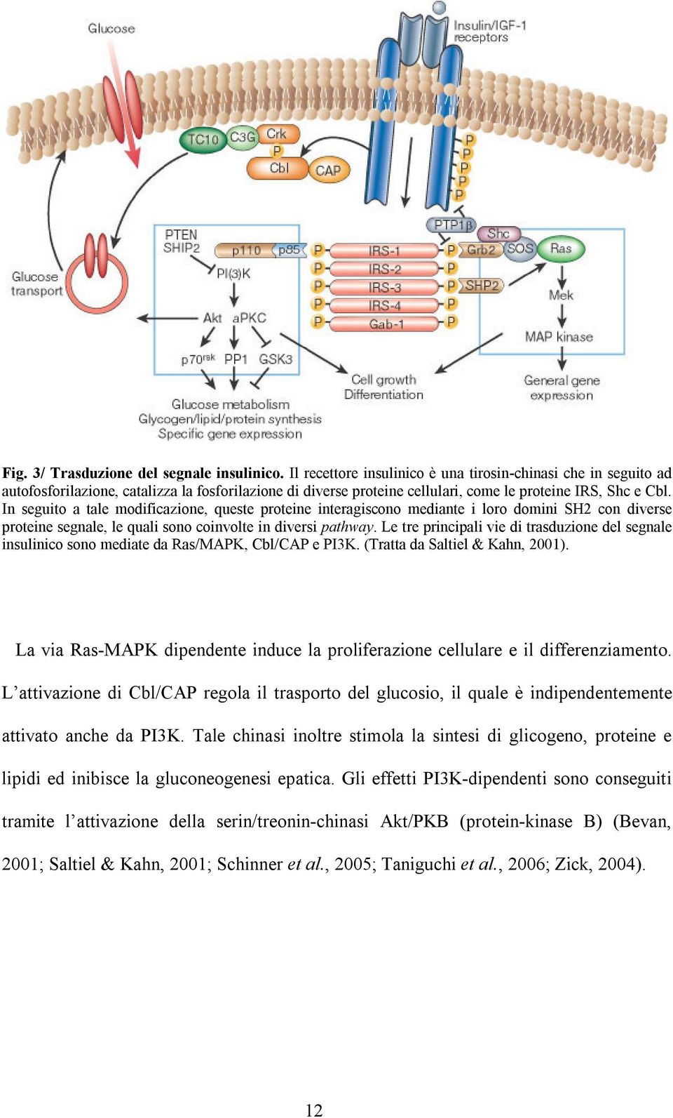 In seguito a tale modificazione, queste proteine interagiscono mediante i loro domini SH2 con diverse proteine segnale, le quali sono coinvolte in diversi pathway.