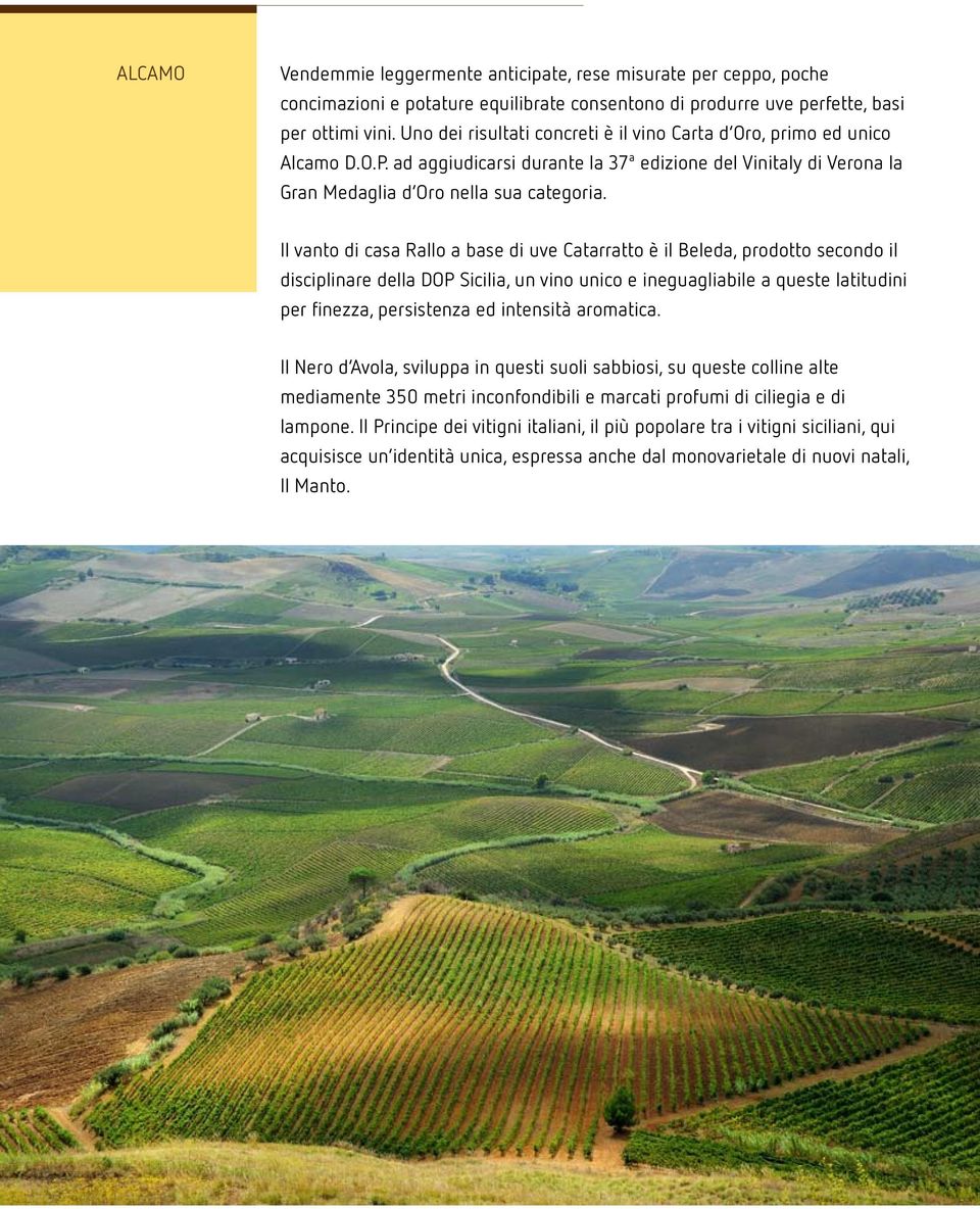 Il vanto di casa Rallo a base di uve Catarratto è il Beleda, prodotto secondo il disciplinare della DOP Sicilia, un vino unico e ineguagliabile a queste latitudini per finezza, persistenza ed