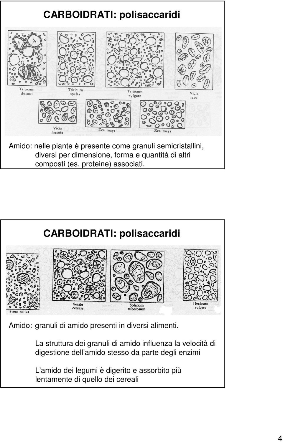 CARBOIDRATI: polisaccaridi Amido: granuli di amido presenti in diversi alimenti.