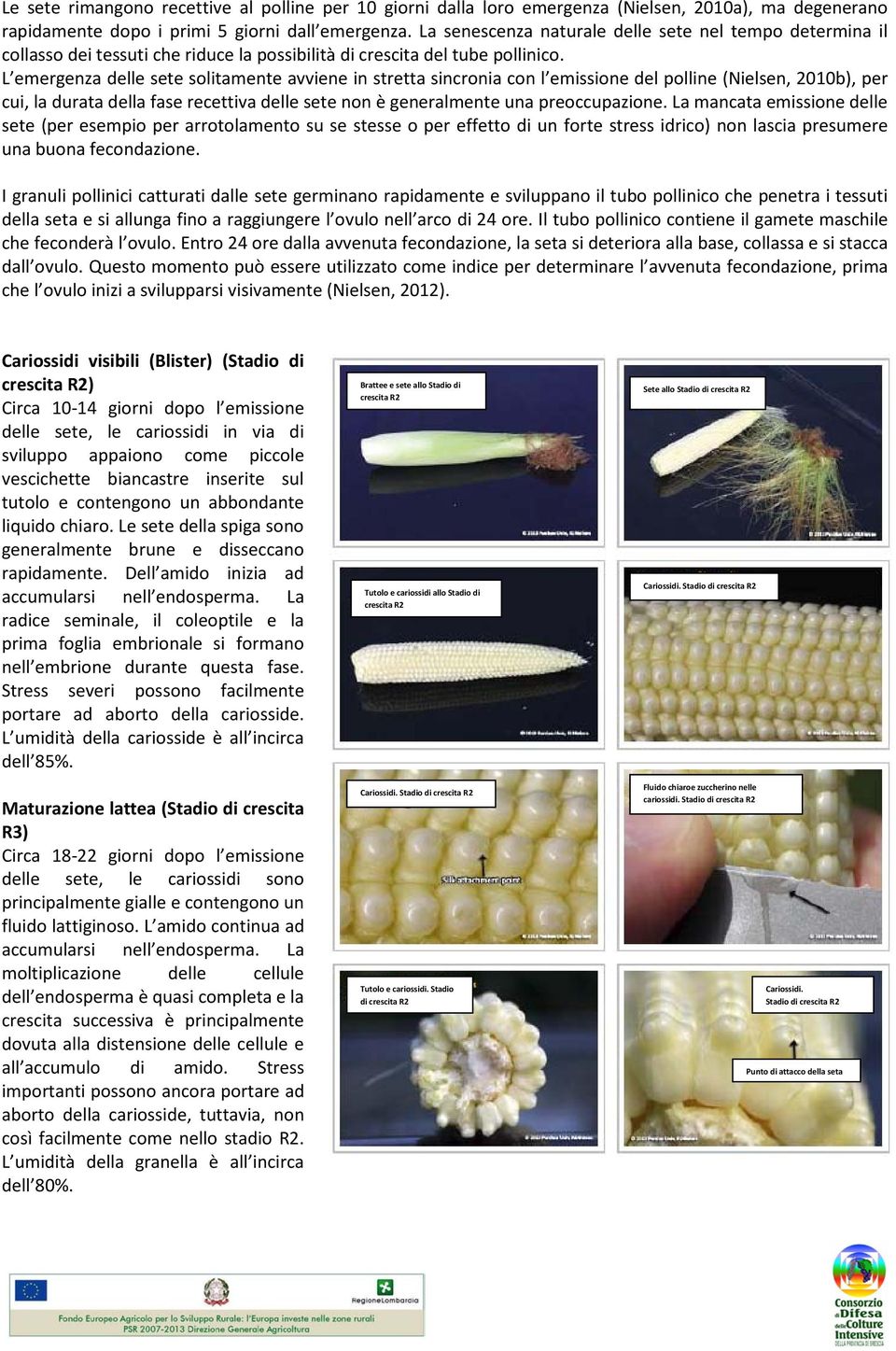 L emergenza delle sete solitamente avviene in stretta sincronia con l emissione del polline (Nielsen, 2010b), per cui, la durata della fase recettiva delle sete non è generalmente una preoccupazione.