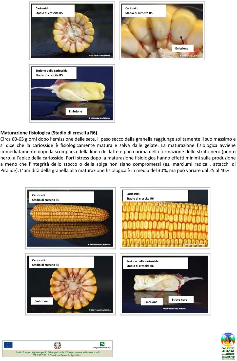 La maturazione fisiologica avviene immediatamente dopo la scomparsa della linea del latte e poco prima della formazione dello strato nero (punto nero) all apice della cariosside.