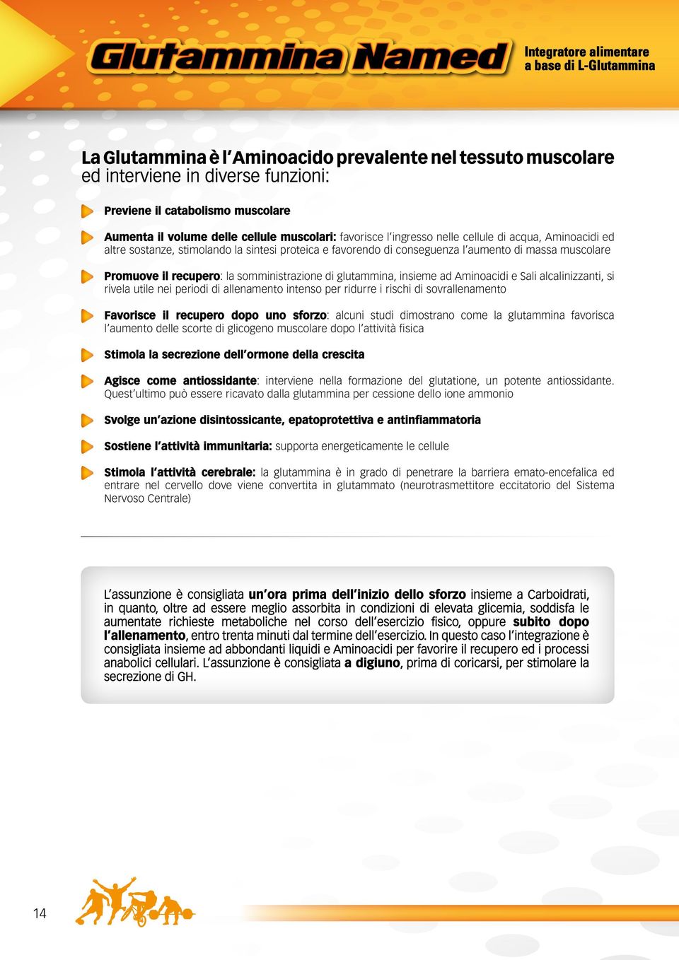 muscolare Promuove il recupero: la somministrazione di glutammina, insieme ad Aminoacidi e Sali alcalinizzanti, si rivela utile nei periodi di allenamento intenso per ridurre i rischi di