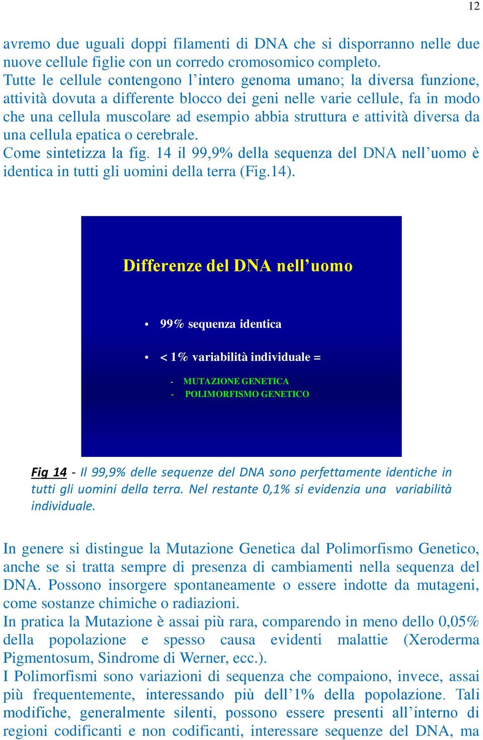 struttura e attività diversa da una cellula epatica o cerebrale. Come sintetizza la fig. 14 il 99,9% della sequenza del DNA nell uomo è identica in tutti gli uomini della terra (Fig.14).