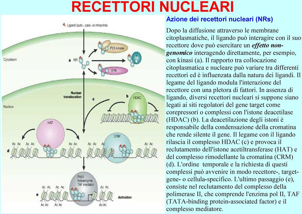 Il rapporto tra collocazione citoplasmatica e nucleare può variare tra differenti recettori ed è influenzata dalla natura dei ligandi.