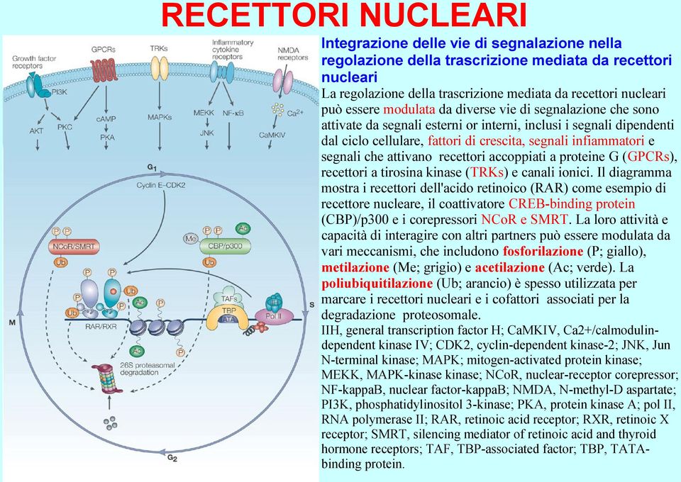 attivano recettori accoppiati a proteine G (GPCRs), recettori a tirosina kinase (TRKs) e canali ionici.