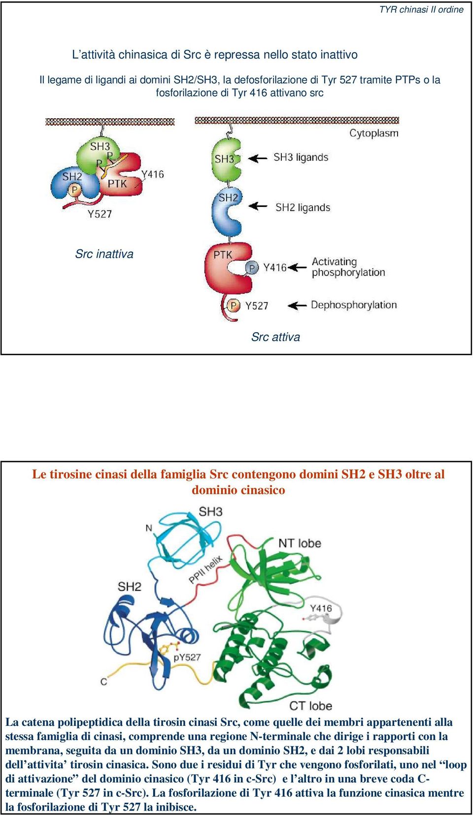 membri appartenenti alla stessa famiglia di cinasi, comprende una regione N-terminale che dirige i rapporti con la membrana, seguita da un dominio SH3, da un dominio SH2, e dai 2 lobi responsabili