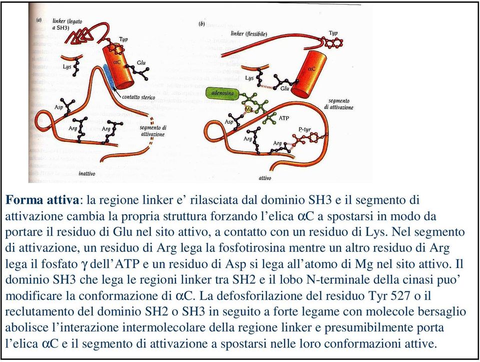 Nel segmento di attivazione, un residuo di Arg lega la fosfotirosina mentre un altro residuo di Arg lega il fosfato γ dell ATP e un residuo di Asp si lega all atomo di Mg nel sito attivo.