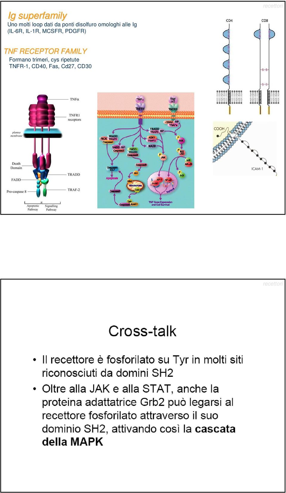 PDGFR) recettori TNF RECEPTOR FAMILY Formano