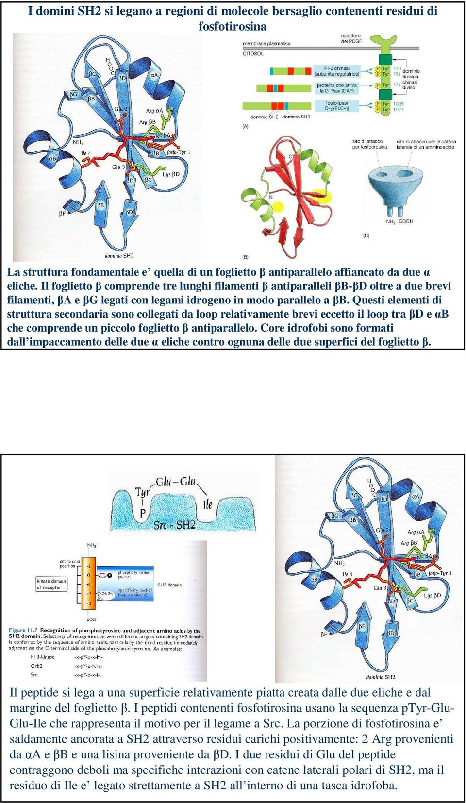 Questi elementi di struttura secondaria sono collegati da loop relativamente brevi eccetto il loop tra βd e αb che comprende un piccolo foglietto β antiparallelo.