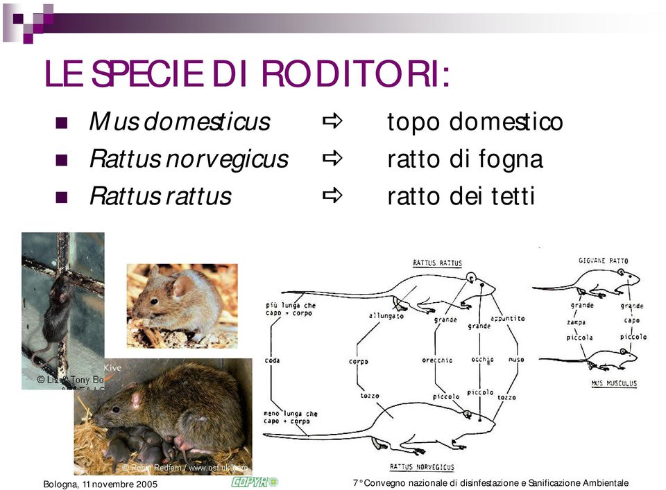 Rattus norvegicus ratto di