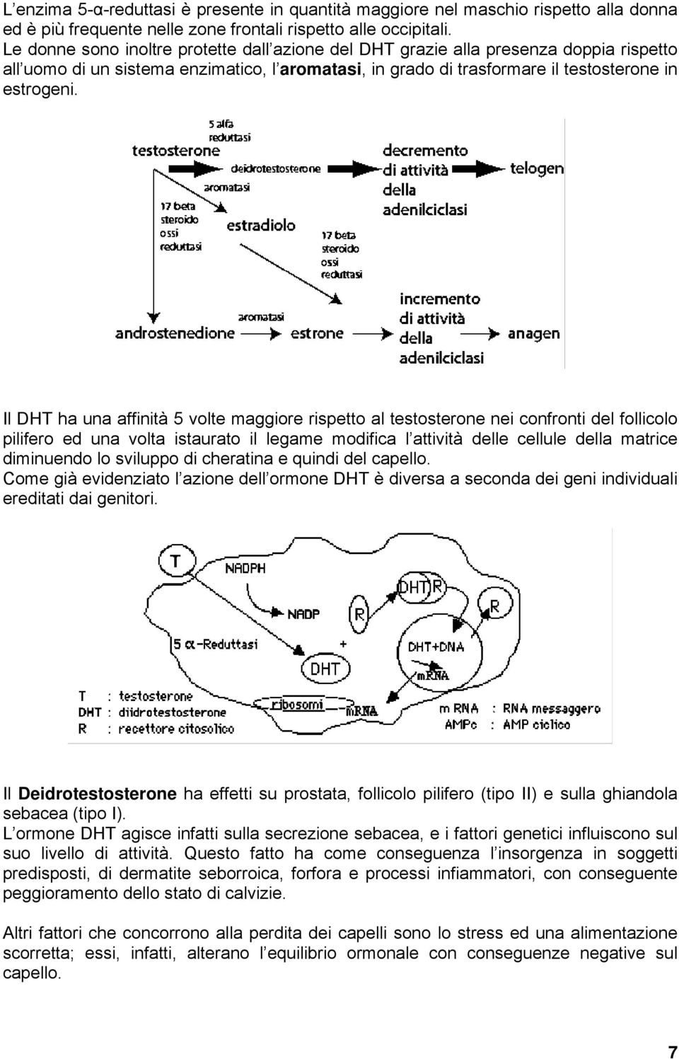 Il DHT ha una affinità 5 volte maggiore rispetto al testosterone nei confronti del follicolo pilifero ed una volta istaurato il legame modifica l attività delle cellule della matrice diminuendo lo