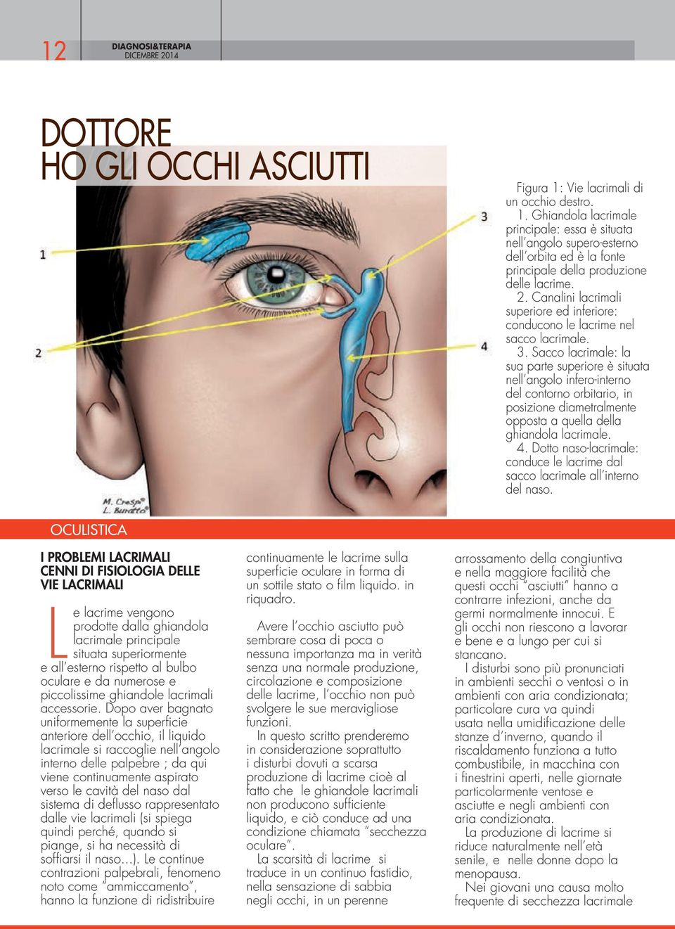 Canalini lacrimali superiore ed inferiore: conducono le lacrime nel sacco lacrimale. 3.